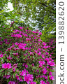 Azaleas in bloom amidst the fresh green leaves of the forest 139882620