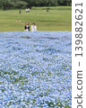 People enjoying the vast expanse of blue nemophila flowers 139882621