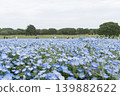 Blue nemophila flowers blooming all over 139882622