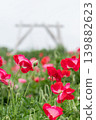 Red poppies blooming on the hill 139882623