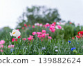 Poppy blooming hill 139882624