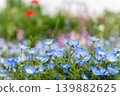 pale blue nemophila flowers blooming on a small hill. 139882625