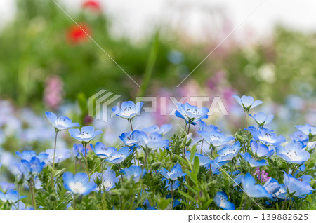 小山坡上盛開著淡藍色的粉蝶花。 139882625