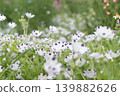 White flowers of Nemophila with purple hues 139882626