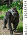 Walking mountain gorilla 139882628