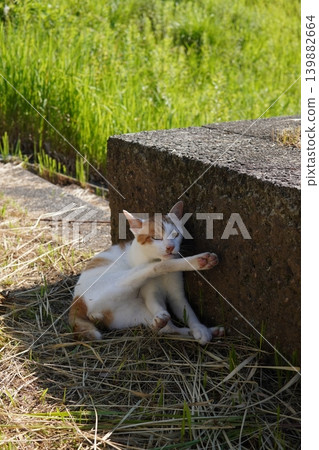 可愛的貓咪睡在最涼爽的地方 可愛的貓咪睡在最涼爽的地方 139882664