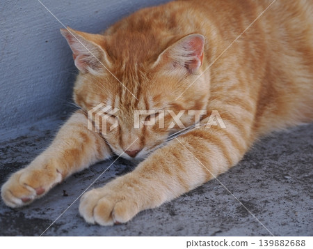 Cute cats sleeping in the coolest spot possible Cute cats sleeping in the coolest spot possible 139882688