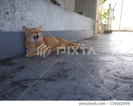 Cute cats sleeping in the coolest spot possible Cute cats sleeping in the coolest spot possible 139882699