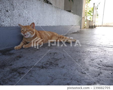 Cute cats sleeping in the coolest spot possible Cute cats sleeping in the coolest spot possible 139882705