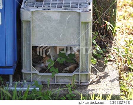 Cute cats sleeping in the coolest spot possible Cute cats sleeping in the coolest spot possible 139882738