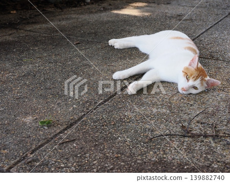 Cute cats sleeping in the coolest spot possible Cute cats sleeping in the coolest spot possible 139882740