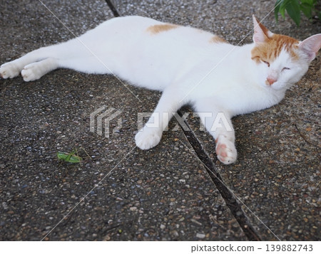 Cute cats sleeping in the coolest spot possible Cute cats sleeping in the coolest spot possible 139882743