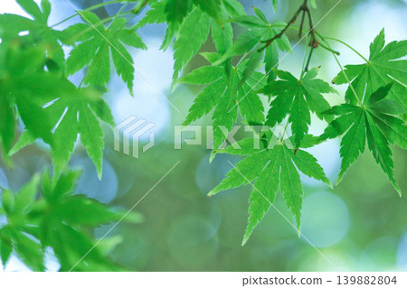 在神奈川縣大磯城山公園裡，綠意盎然的楓葉和明媚的陽光透過樹木灑下斑駁的光影。 139882804