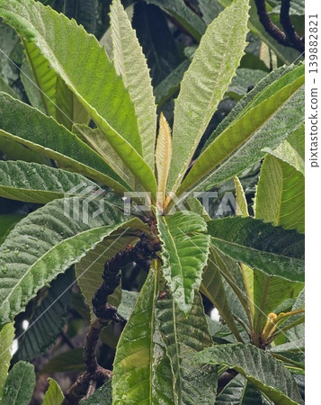 Flowering Eriobotrya japonica branches with raindrops in Cordoba Argentina Flowering Eriobotrya japonica branches with raindrops in Cordoba Argentina 139882821