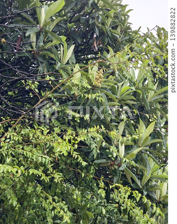 Eriobotrya japonica flowering branches after rain in Cordoba Argentina garden Eriobotrya japonica flowering branches after rain in Cordoba Argentina garden 139882822
