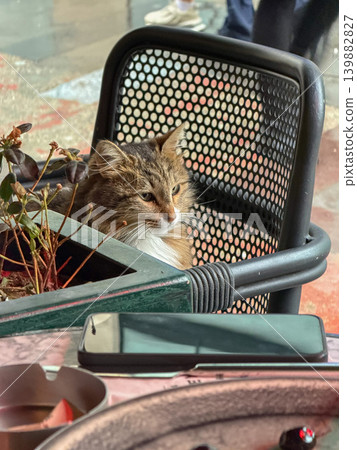 Fluffy cat sits on perforated cafe chair beside table with smartphone and potted plant in cozy indoor setting. Pet lifestyle, cafe atmosphere content, animal behavior, urban leisure, social media 139882827