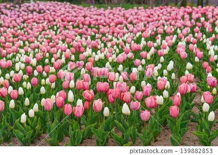Pink and white tulips Tulipa gesneriana blooming flowers in field or garden, spring tulip plantation 139882853
