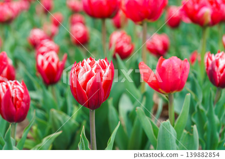 Red peony tulips, Tulipa gesneriana flowers with white edged petals blooming in spring garden Red peony tulips, Tulipa gesneriana flowers with white edged petals blooming in spring garden 139882854
