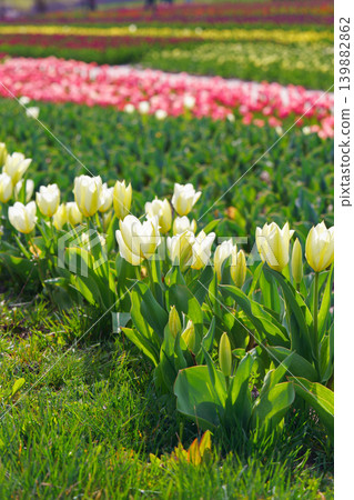 White tulips Tulipa gesneriana blooming in spring field with colorful background, tulip plantation White tulips Tulipa gesneriana blooming in spring field with colorful background, tulip plantation 139882862