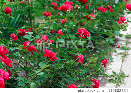 Colorful rose bushes with red blooming flowers in lush summer garden landscape background Colorful rose bushes with red blooming flowers in lush summer garden landscape background 139882864