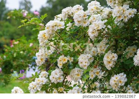 White multiflora rose bush flowers blooming in garden with green leaves and natural background White multiflora rose bush flowers blooming in garden with green leaves and natural background 139882867