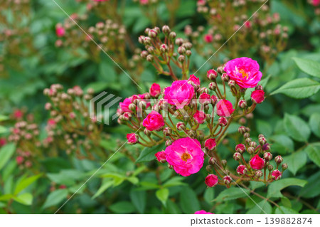 Bush of Floribunda, spray rose with pink flowers in summer garden green background Bush of Floribunda, spray rose with pink flowers in summer garden green background 139882874