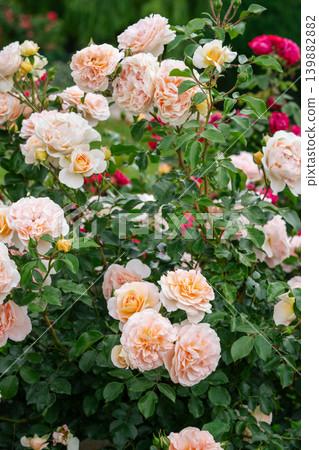 Bush of soft peach pink rose flowers blooming in garden with green leaves and natural background Bush of soft peach pink rose flowers blooming in garden with green leaves and natural background 139882882