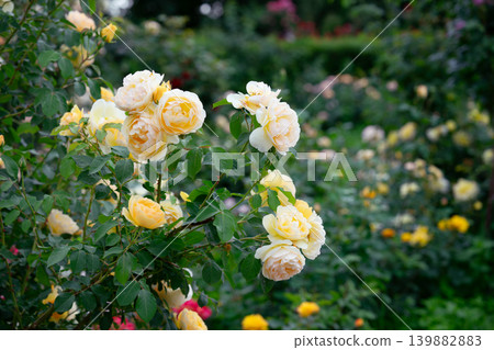 Bush of soft peach pink rose flowers blooming in garden with green leaves and natural background Bush of soft peach pink rose flowers blooming in garden with green leaves and natural background 139882883