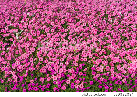 Vibrant pink petunia flowers blooming in colorful garden in bright afternoon sunlight background Vibrant pink petunia flowers blooming in colorful garden in bright afternoon sunlight background 139882884