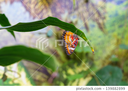 Cethosia biblis, the lacewing biblis or red lacewing butterfly sitting on leaf in outdoor garden Cethosia biblis, the lacewing biblis or red lacewing butterfly sitting on leaf in outdoor garden 139882899