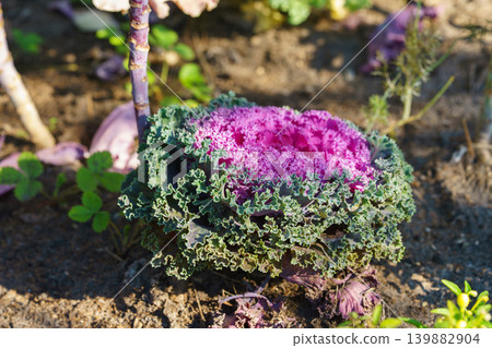 Purple ornamental cabbage, flowering curly decorative kale Brassica oleracea plant growing in garden 139882904