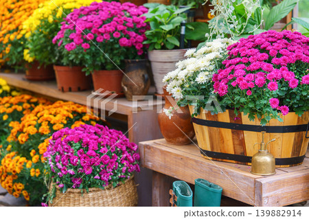 Colorful chrysanthemums in pots on wooden shelves inside autumn greenhouse garden, decorative plants Colorful chrysanthemums in pots on wooden shelves inside autumn greenhouse garden, decorative plants 139882914