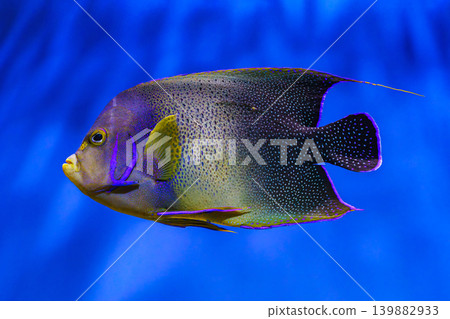 French angelfish, Pomacanthus paru swimming in blue aquarium water background French angelfish, Pomacanthus paru swimming in blue aquarium water background 139882933