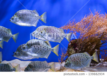 School of silver fish, Scatophagus argus or spotted scat, butterfish swimming on blue underwater School of silver fish, Scatophagus argus or spotted scat, butterfish swimming on blue underwater 139882934