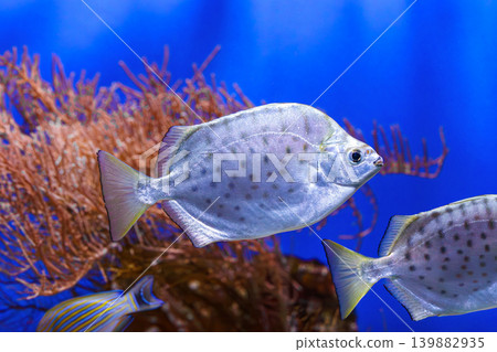 School of silver fish, Scatophagus argus or spotted scat, butterfish swimming on blue underwater School of silver fish, Scatophagus argus or spotted scat, butterfish swimming on blue underwater 139882935