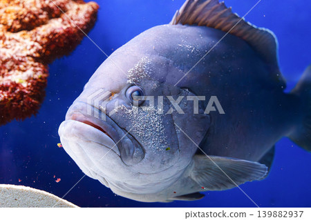 Close up of large Giant grouper, Epinephelus lanceolatus fish swimming in blue aquarium background Close up of large Giant grouper, Epinephelus lanceolatus fish swimming in blue aquarium background 139882937