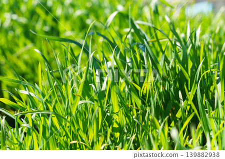 Fresh green grass close up, macro in sunlight natural plant background texture Fresh green grass close up, macro in sunlight natural plant background texture 139882938