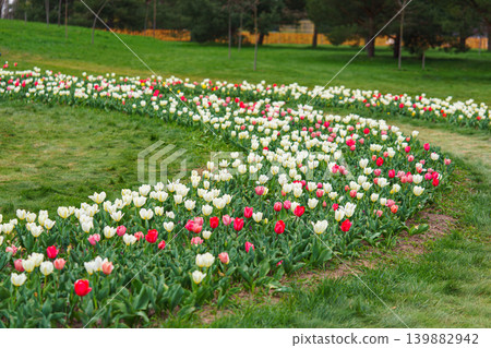 White and pink Tulipa gesneriana in bloom, semicircle flowerbed in field, spring tulip plantation 139882942