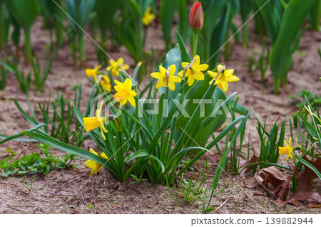 Yellow daffodils bush blooming outdoor in garden bed early spring flowers. Gardening, plant breeding Yellow daffodils bush blooming outdoor in garden bed early spring flowers. Gardening, plant breeding 139882944