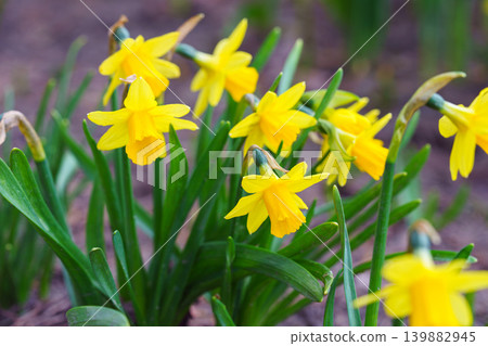 Yellow daffodils bush blooming outdoor in garden bed early spring flowers. Gardening, plant breeding 139882945
