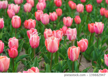 Pink tulips Tulipa gesneriana closeup blooming flowers in field or garden, spring tulip plantation 139882947