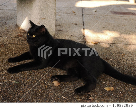 Cute cats resting in the shade Cute cats resting in the shade 139882989
