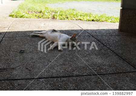 Cute cats resting in the shade Cute cats resting in the shade 139882997