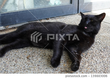Cute cats resting in the shade 139883006