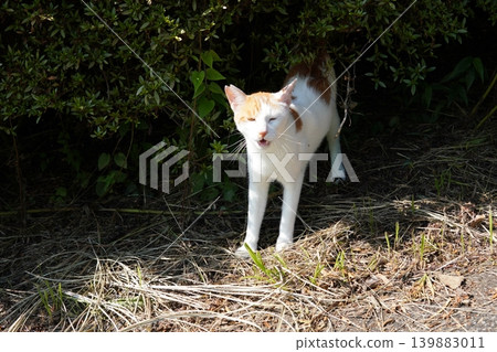 Cute cats resting in the shade Cute cats resting in the shade 139883011