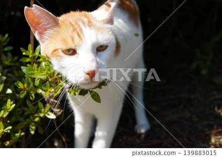 Cute cats resting in the shade 139883015