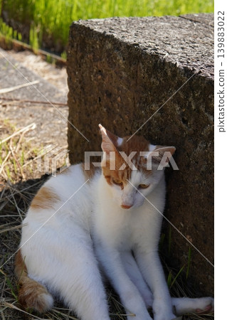 Cute cats resting in the shade Cute cats resting in the shade 139883022