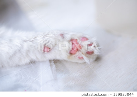 Quiet feline retreat. Serene white cat with pink pads resting peacefully on plush blanket 139883044