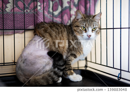 Postsurgery feline in shelter. Rescued feline with shaved fur recovering inside metal cage 139883048