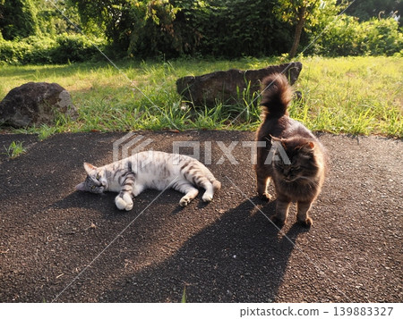 Cute cats playing together Cute cats playing together 139883327
